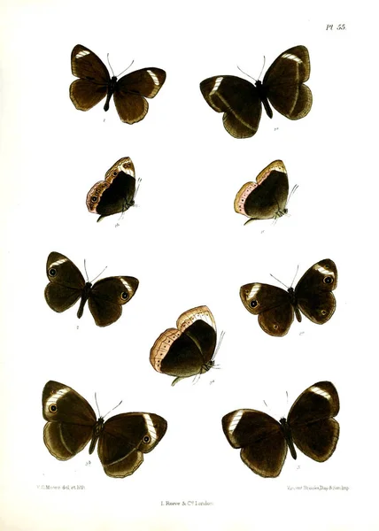 Farfalla Lopidoptera Indica Londra 1890 1892 — Foto Stock
