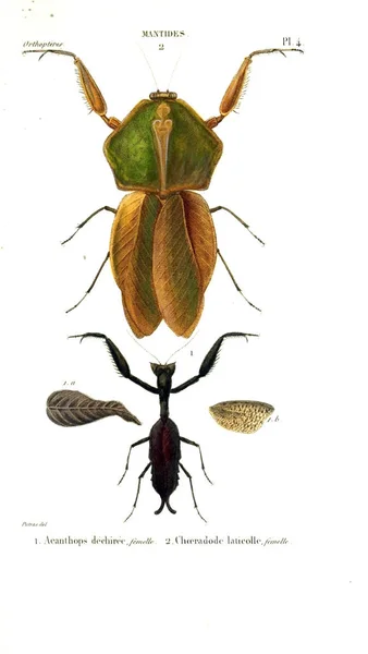 Insetos Ilustração Histoire Naturelle Des Insectes 1839 — Fotografia de Stock