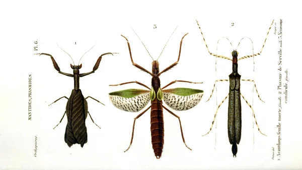Insetti Illustrativi Histoire Naturelle Des Insectes 1839 — Foto Stock