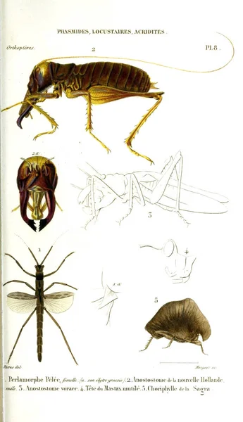 イラスト昆虫 自然界には昆虫がいます 1839年 — ストック写真