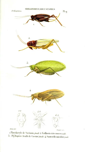 イラスト昆虫 自然界には昆虫がいます 1839年 — ストック写真