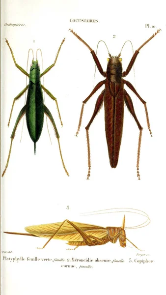 Insectos Ilustrativos Histoire Naturelle Des Insectes 1839 — Foto de Stock