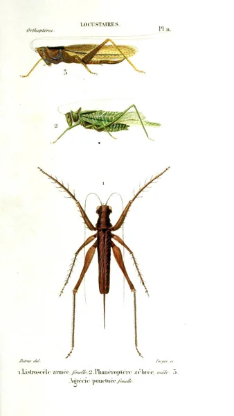 Illusztrációs Rovarok Histoire Naturelle Des Rovarok 1839 — Stock Fotó
