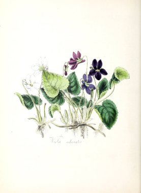 Viola. Bitki utiliores: veya illüstrasyonlar yararlı bitkiler 1840