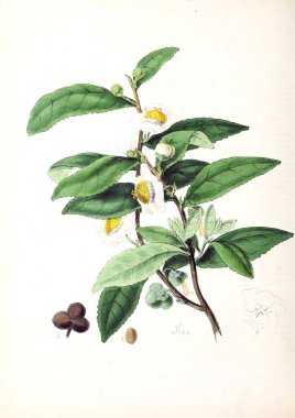 Botanik illüstrasyon. Bitki utiliores: veya illüstrasyonlar yararlı bitkiler 1840