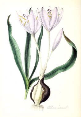 Botanik illüstrasyon. Bitki utiliores: veya illüstrasyonlar yararlı bitkiler 1840