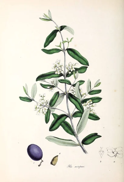 Illustration Olive Utiliores Végétaux Illustrations Plantes Utiles 1840 — Photo