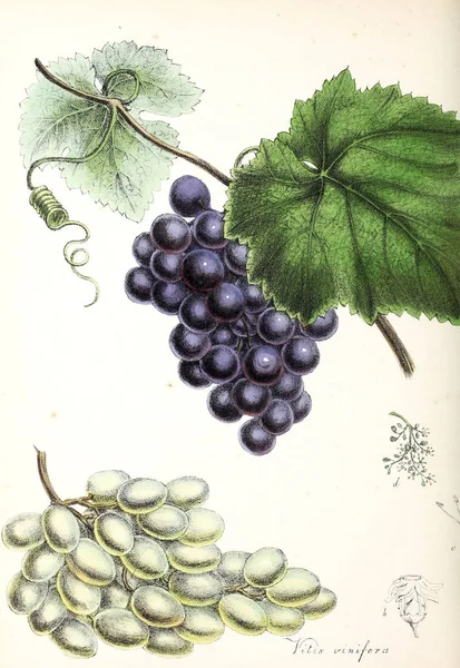 Des Raisins Utiliores Végétaux Illustrations Plantes Utiles 1840 — Photo