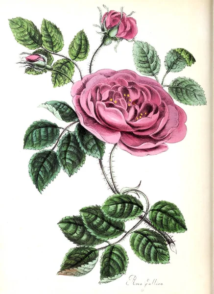 Τριαντάφυλλο Φυτών Utiliores Εικονογραφήσεις Χρήσιμα Φυτά 1840 — Φωτογραφία Αρχείου