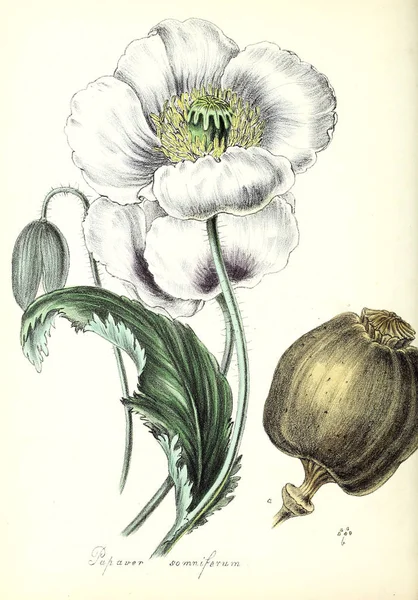 Poppy Planten Utiliores Illustraties Van Nuttige Planten 1840 — Stockfoto