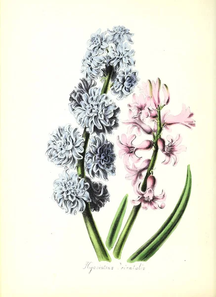 Botanická Ilustrace Rostliny Utiliores Nebo Ilustrace Užitečných Rostlin 1840 — Stock fotografie