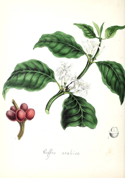 Café Utilizadores Plantas Ilustraciones Plantas Útiles 1840 —  Fotos de Stock