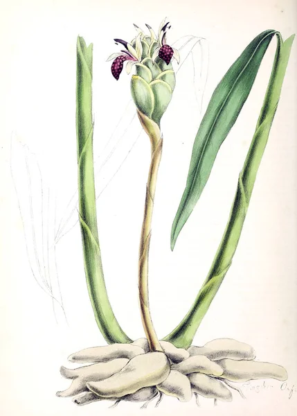 Botanical Illustration Plant Utiliores Illustrations Useful Plants 1840 — Stock Photo, Image