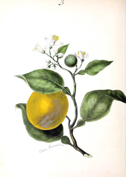 Zitrusfrüchte Pflanzliche Hilfsmittel Oder Abbildungen Von Nutzpflanzen 1840 — Stockfoto