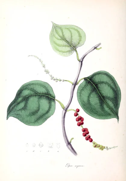 Ilustracji Botanicznych Roślina Utiliores Lub Ilustracje Roślin Pożytecznych 1840 — Zdjęcie stockowe