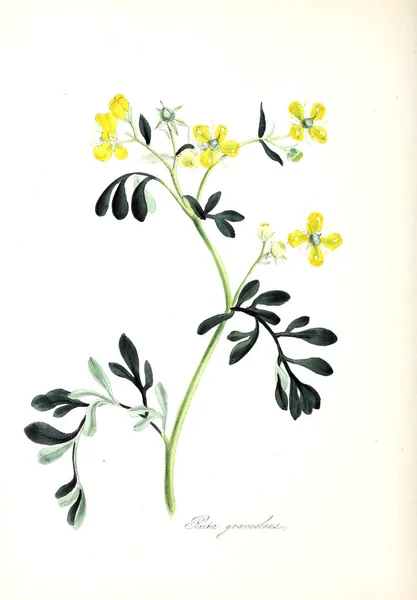 Botanikai Illusztráció Növény Utiliores Vagy Illusztrációkat Hasznos Növények 1840 — Stock Fotó
