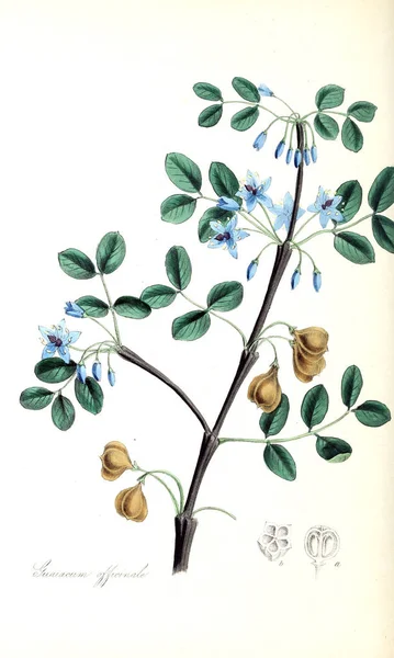 Ботаническая Иллюстрация Использование Растений Иллюстрации Полезных Растений 1840 — стоковое фото