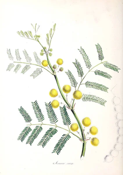 Mimosa Utiliores Végétaux Illustrations Plantes Utiles 1840 — Photo