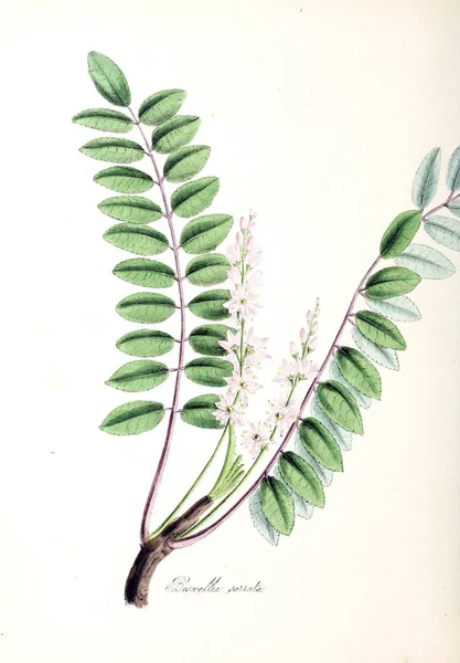 Illustrazione Botanica Utiliores Vegetali Illustrazioni Piante Utili 1840 — Foto Stock
