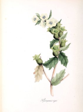 Botanik illüstrasyon. Bitki utiliores: veya illüstrasyonlar yararlı bitkiler 1845