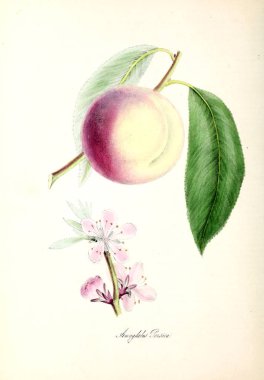 Şeftali. Bitki utiliores: veya illüstrasyonlar yararlı bitkiler 1845