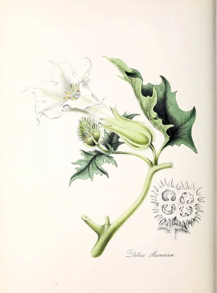 Botanikai Illusztráció Növény Utiliores Vagy Hasznos Növények 1845 Illusztrációkat — Stock Fotó
