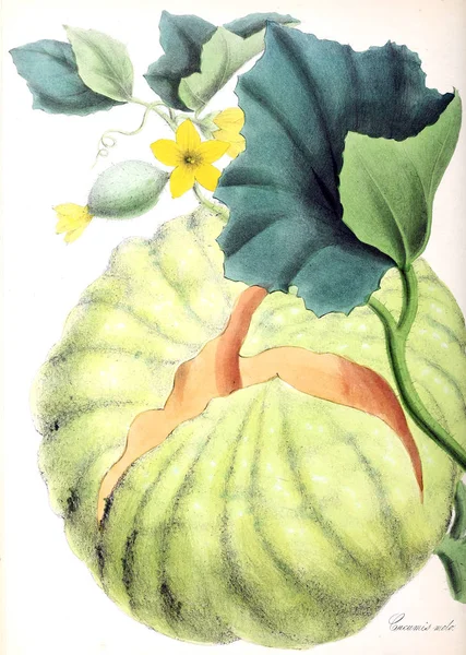 Melon Plantera Utiliores Eller Illustrationer Användbara Växter 1845 — Stockfoto