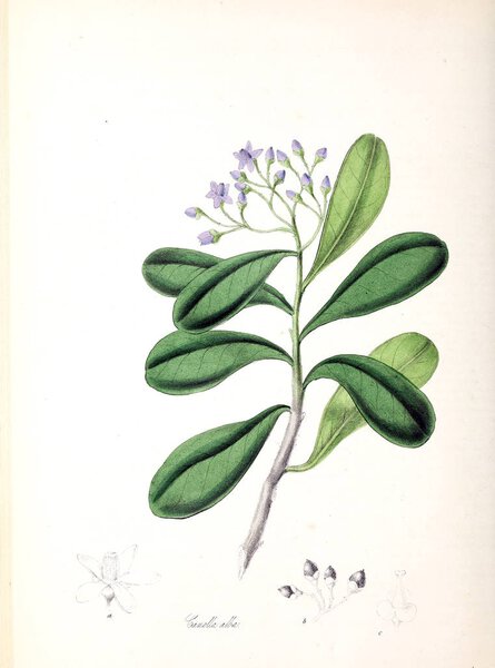 Ботаническая иллюстрация. Использование растений: или иллюстрации полезных растений 1845
