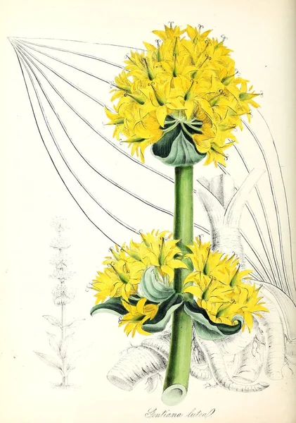 Ilustrasi Botani Pemanfaatan Tanaman Atau Ilustrasi Tanaman Yang Berguna 1845 — Stok Foto