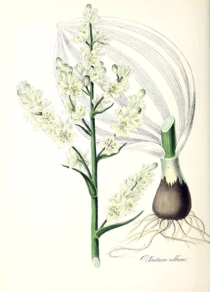Botaniska Illustration Plantera Utiliores Eller Illustrationer Användbara Växter 1845 — Stockfoto