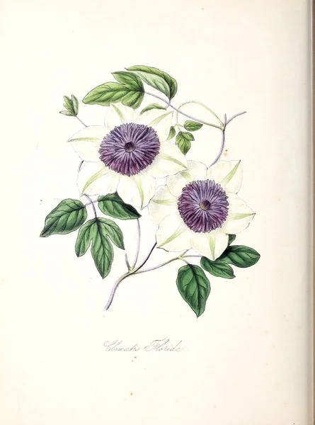 Clematis Plant Utiliores Illustrations Useful Plants 1845 — Stock Photo, Image