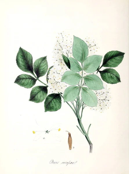 植物学插图 Utiliores 或例证有用的植物1845 — 图库照片