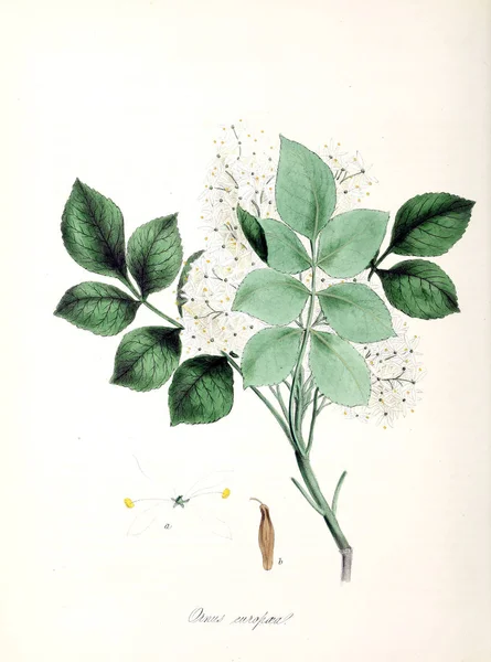 Illustration Botanique Utiliores Végétaux Illustrations Plantes Utiles 1845 — Photo