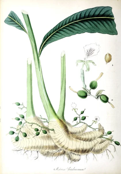 Une Vraie Cardamome Utiliores Végétaux Illustrations Plantes Utiles 1845 — Photo