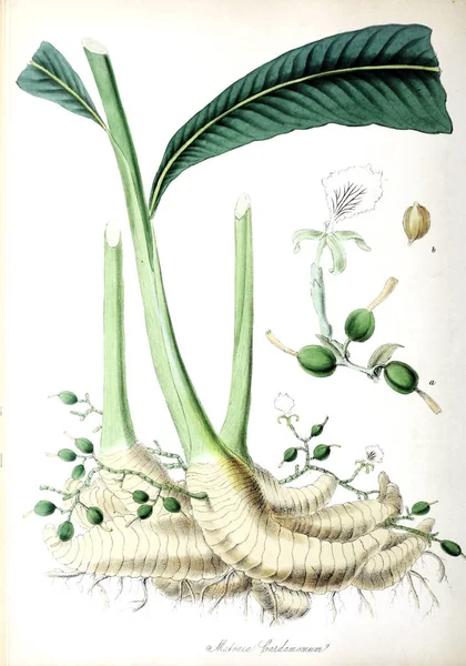 Verdadero Cardamomo Utilizadores Plantas Ilustraciones Plantas Útiles 1845 —  Fotos de Stock