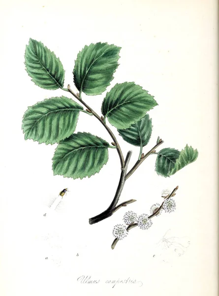 Ботаническая Иллюстрация Использование Растений Иллюстрации Полезных Растений 1845 — стоковое фото