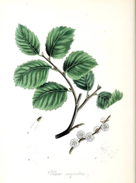 Botaniska Illustration Plantera Utiliores Eller Illustrationer Användbara Växter 1845 — Stockfoto