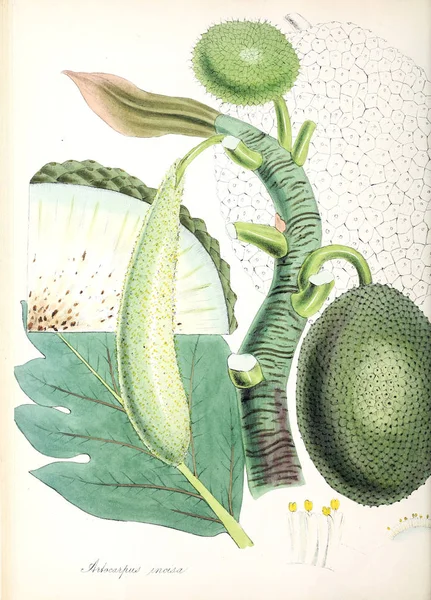Artocarpus Planten Utiliores Illustraties Van Nuttige Planten 1845 — Stockfoto