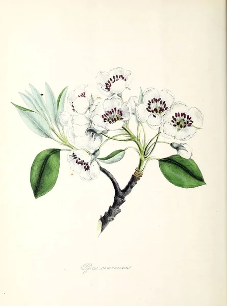 Ilustração Botânica Planta Utiliores Ilustrações Plantas Úteis 1845 — Fotografia de Stock