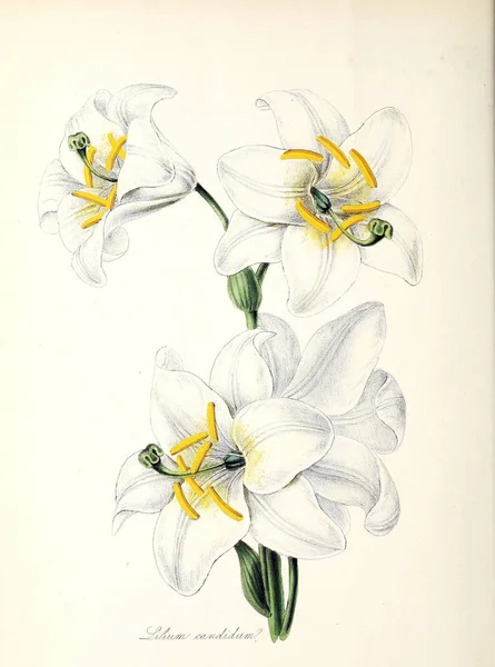 Lily Utiliores Végétaux Illustrations Plantes Utiles 1845 — Photo