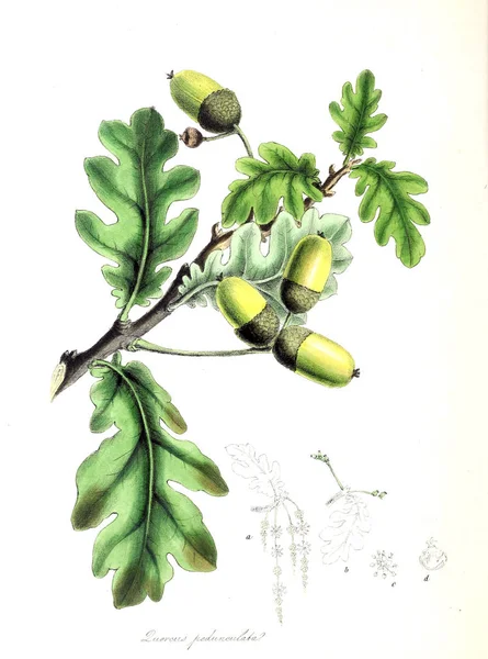 Carvalho Planta Utiliores Ilustrações Plantas Úteis 1845 — Fotografia de Stock