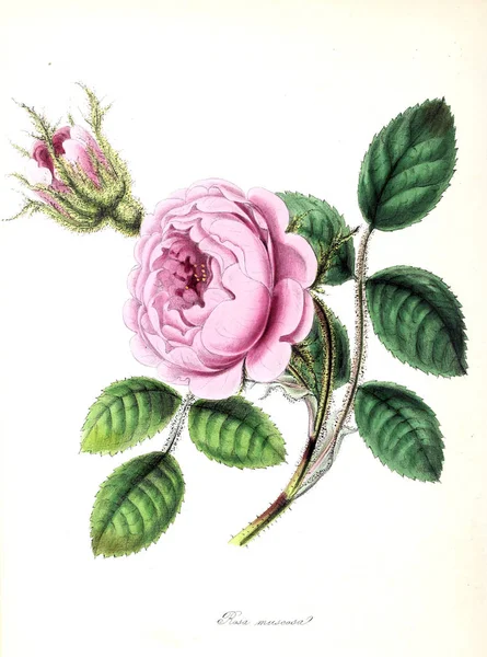 Τριαντάφυλλο Φυτών Utiliores Εικονογραφήσεις Χρήσιμα Φυτά 1845 — Φωτογραφία Αρχείου