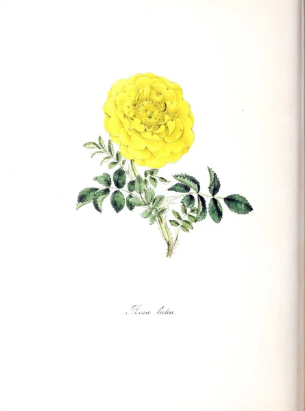 Rose Utiliores Vegetali Illustrazioni Piante Utili 1845 — Foto Stock