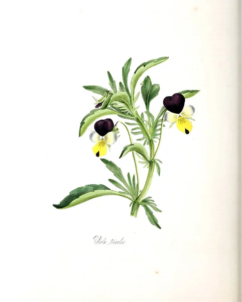 Botanische Illustration Nutzpflanzen Oder Abbildungen Von Nutzpflanzen 1845 — Stockfoto