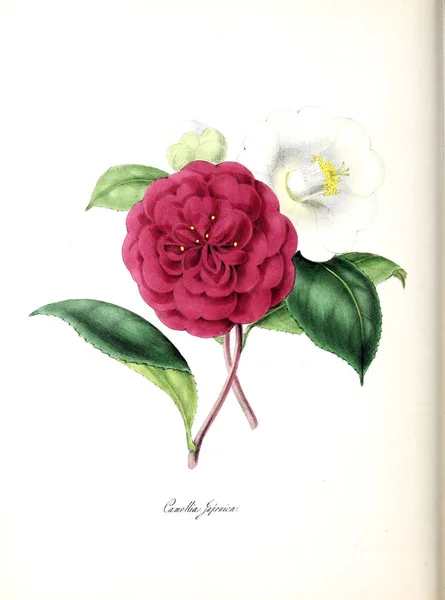 Kamelya Bitki Utiliores Veya Illüstrasyonlar Yararlı Bitkiler 1845 — Stok fotoğraf
