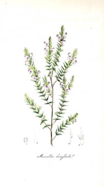 Botanik illüstrasyon. Bitki utiliores: veya illüstrasyonlar yararlı bitkiler 1845