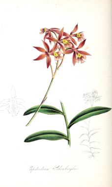 Botanik illüstrasyon. Bitki utiliores: veya illüstrasyonlar yararlı bitkiler 1845