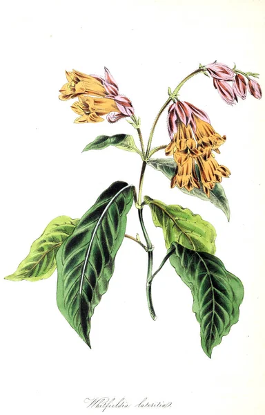 Illustrazione Botanica Utiliores Vegetali Illustrazioni Piante Utili 1845 — Foto Stock