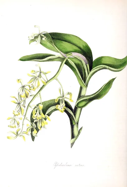Botanische Illustratie Planten Utiliores Illustraties Van Nuttige Planten 1845 — Stockfoto