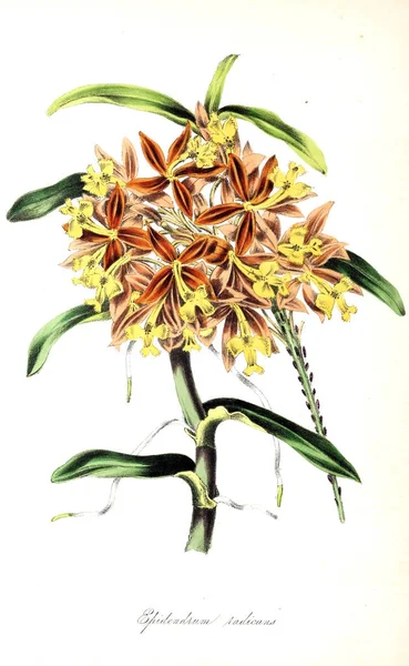 Botaniska Illustration Plantera Utiliores Eller Illustrationer Användbara Växter 1845 — Stockfoto